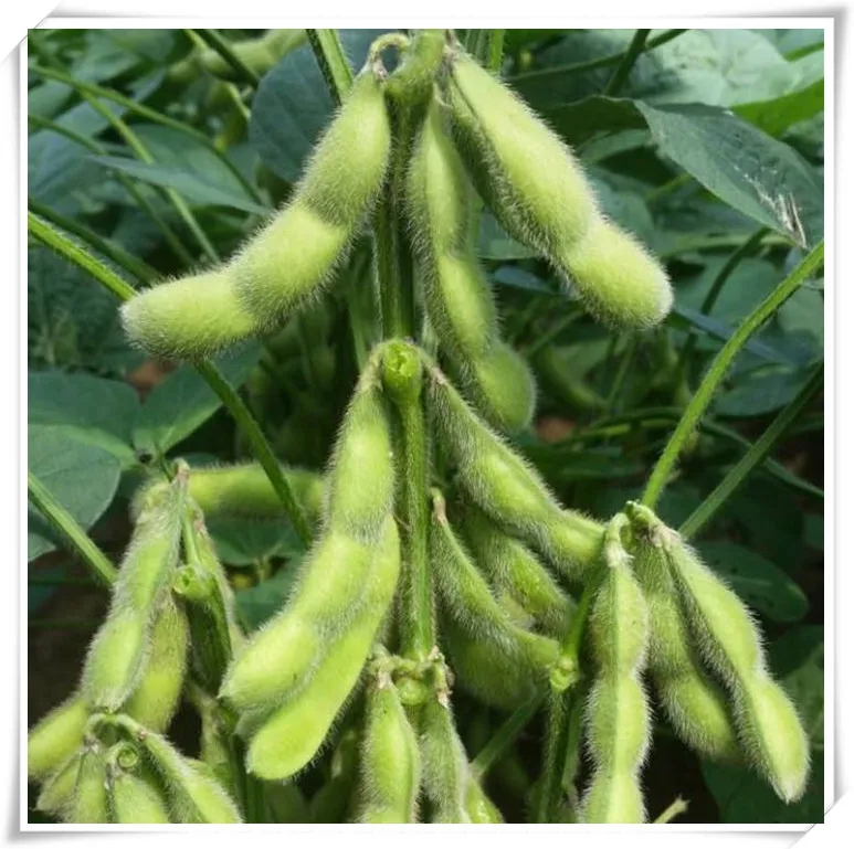 优质大豆、豇豆新品种与高效栽培技术 