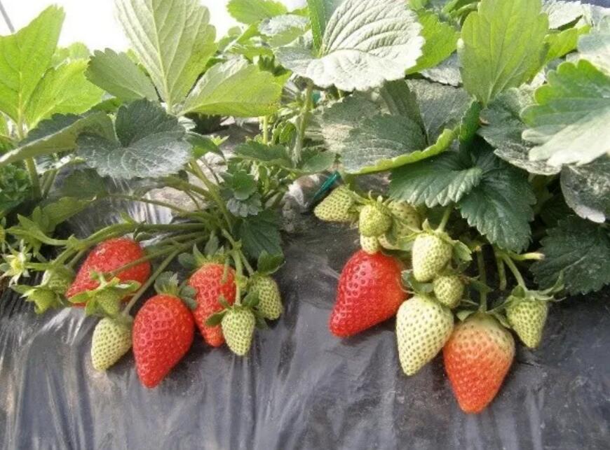 草莓新品种与栽培新技术 